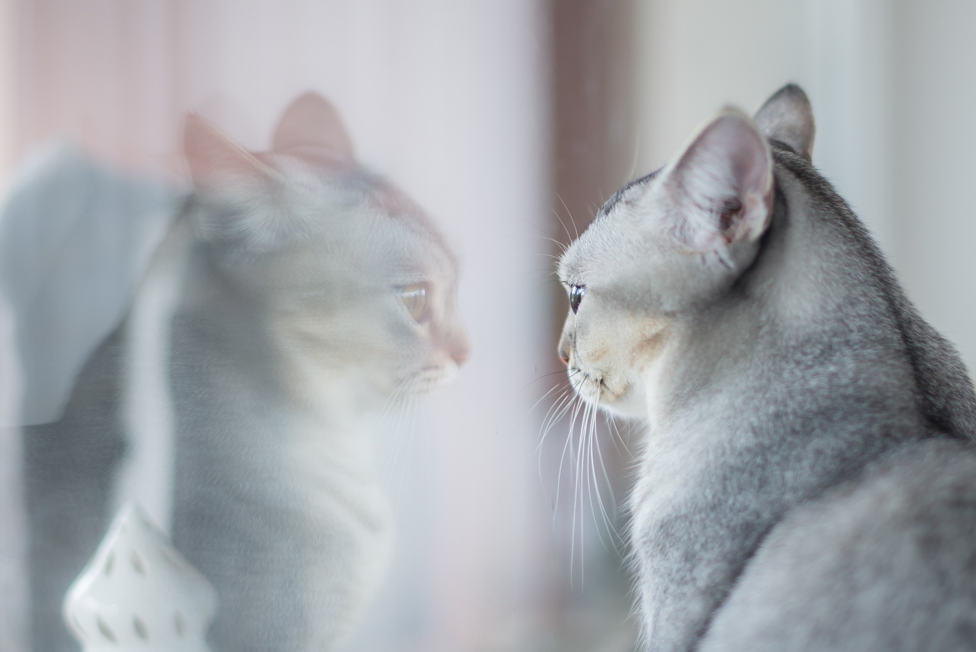 ガラスに映る猫の画像